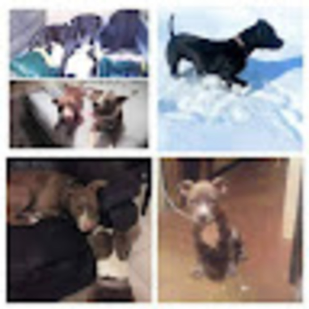 Meet your Posher, Bob